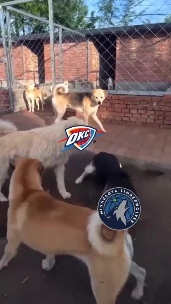 太有活了！美媒惡搞：狗王雷霆嚇退掘金灰熊，把森林狼按地上